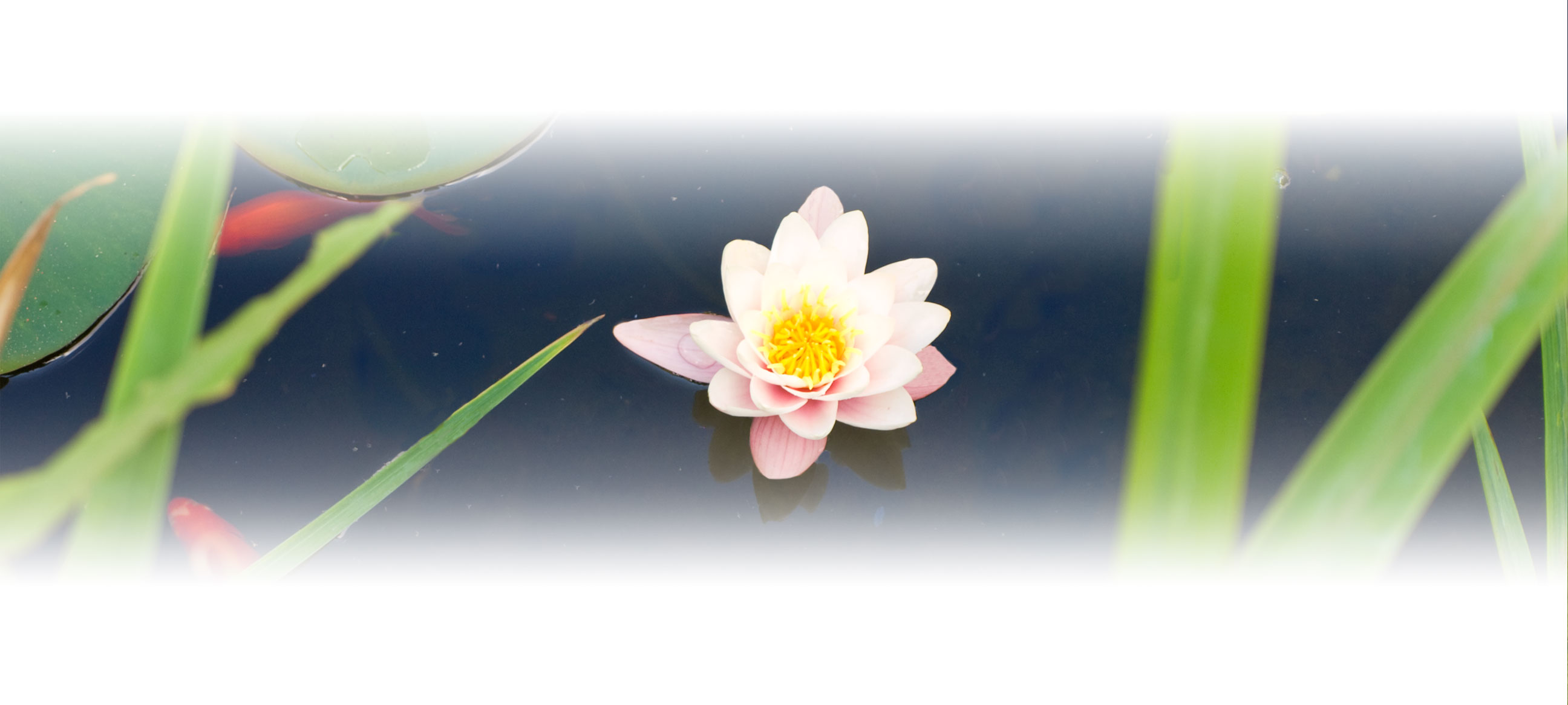 Blume